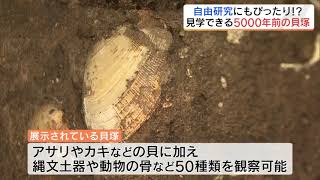 貝や縄文土器、動物の骨…5000年前の『貝塚』7月22日から一般公開　福島・南相馬市