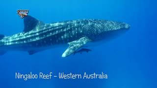 Exmouth Dive \u0026 Whalesharks Ningaloo