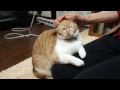 おれ ねこ。　茶トラ猫のたま　膝の上でうたた寝｜brown japanese cat sleeps on knee