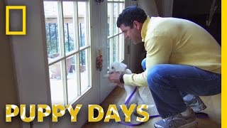 The Bell Training Technique | Puppy Days