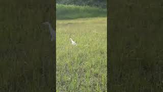 Brown Goshawk training part II