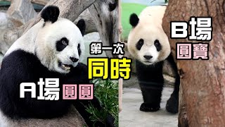 母女同時各在A,B場,圓圓認真打食,圓寶繞一圈後出去|Giant Panda Yuan Yuan ,Yuan Bao,圆宝,圆圆,貓熊,大貓熊,大熊貓