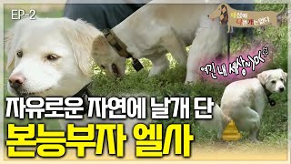 세상에 나쁜 개는 없다 - 재산 파괴견 엘사의 귀농기_#002