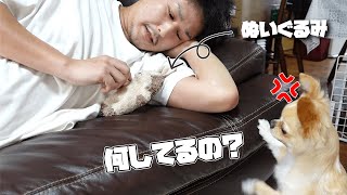 甘えん坊な犬の前でお気に入りのぬいぐるみを可愛がったら、嫉妬するチワワのみるく【チワワ】【dog】【chihuahua】