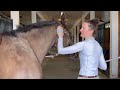 horsemanship 101 improve your horse s mobility with crossfiber friction grooming