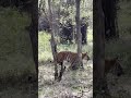 tiger 🐯 cat wildlife king bannerghatta bangalore karnataka viralvideo tigerking