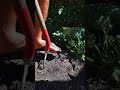 harvesting sweet potatoes