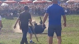 Korida Stricici Kocicev zbor 2022,(Tubici)Agresor-Mrki(Tomic),(četvrtf.TEŠKA KAT.)