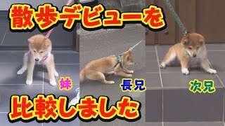 散歩デビューは、子犬も飼い主もドッキドキ・・・