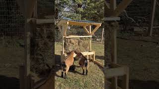 DIY no-waste mini goat hay feeder