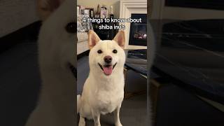 4 things to know about shibas #shiba #shibadog #cuteanimals #dogsofyoutube #dog #shorts #shibainu