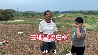 今天李佳带着孩子们去地里干活，没有婆婆的打扰，看着都很高兴