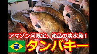 アマゾン河にすむ絶品の淡水魚「タンバキー(Tambaqui)」とは！