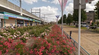 4K・ 【4K】Yono rose garden