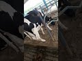 high milk cow s pure hf holstein frisian