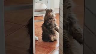 Cute and Funny Cat Videos Compilation _11 #short