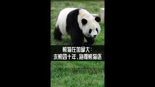 熊猫在加拿大：求熊四十年，抱得熊猫还