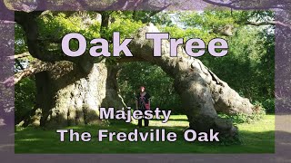 Oak Tree ~ Majesty, The Fredville Oak, Kent ~ Tree Spirit ~ Tree Faces ~ Sacred Sites ~ Sonia Parker