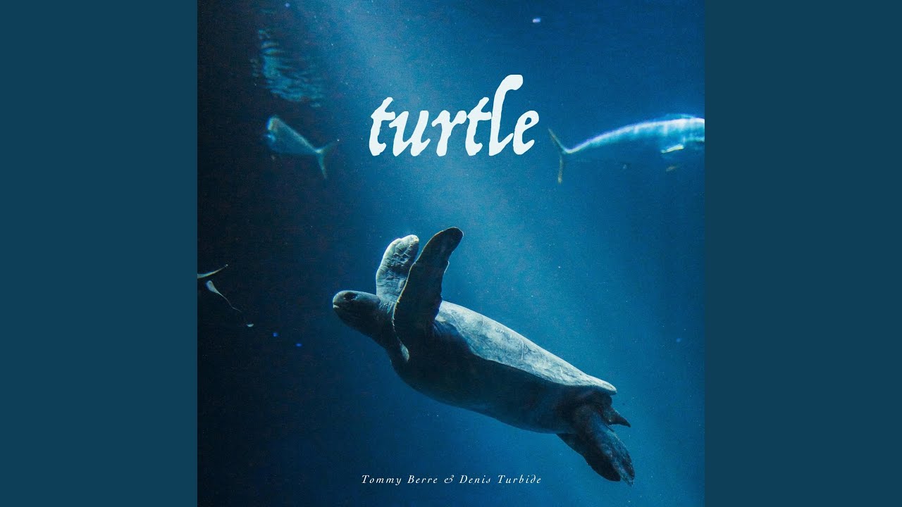 Turtle Youtube