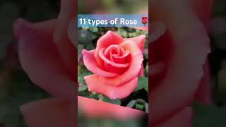 11 types of Rose colour