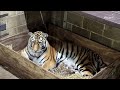 Three Amur tiger cubs born at the Saint Louis Zoo