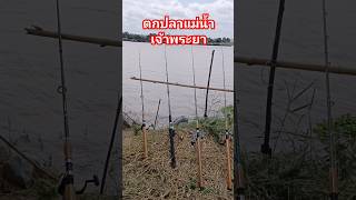 ตกปลาแม่น้ำเจ้าพระยา #fishing #ตกปลา #subscribe #share #shorts #short #คนตกปลา #ปลา #fishingvideo