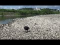 b034　大分川　モンファミリー（ハシボソガラス）　トンビ　oita river　mon family wild carrion crow 　wild black kite