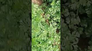 100 🍀🌱વિકાસ જમીન #viralvideo #ખેતી #trending #ખેડૂત #farming #વાડી #ખેડૂતો