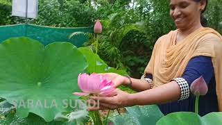 ತಾವರೆ ಕೃಷಿಯಲ್ಲಿ ಖುಷಿ ಕಂಡ ಯುವತಿ | ಸಹಸ್ರದಳ ಪದ್ಮ | ಶೋಭಿತಾ ಪಂಜಿತ್ತಡ್ಕ | #saralasuddi #lotus #1000petals