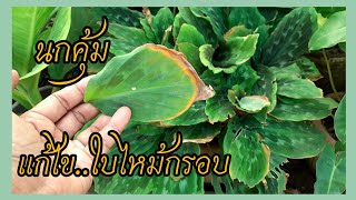 แก้ไข ว่านนกคุ้มใบไหม้ ว่านไทย ต้นไม้มงคลช่วยป้องกันภัย เรียกทรัพย์ เสริมเมตตา/เกษตรบ้านนาchannel