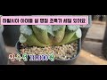 💕신세대다육 010.4105.9117💕미니 매혹의 창 실생 3개 5.000원 하월시아 특가 세일도 있습니다