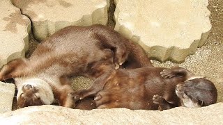 寝相が可愛すぎるコツメカワウソ。とべ動物園にて