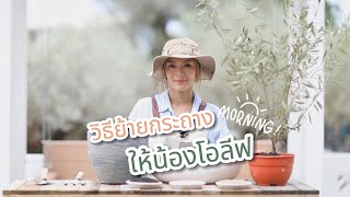 วิธีการย้ายกระถางให้ต้นมะกอก | Century Olive Tree