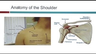 What's New In Shoulder Surgery?