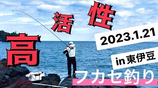 【フカセ釣り】伊豆でメジナ釣り、東伊豆、活性高い‼️メジナ釣るなら今が好機♪サイズにも満足♪