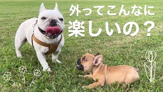 【ドッグラン】子犬の初ドッグランがやばすぎた！！