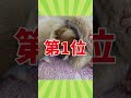 動物の面白かわいい動画見てクスッとなったら負けwww　 2ch動物スレ 動物 猿 shorts 2ch