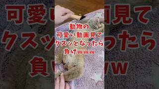 動物の面白かわいい動画見てクスッとなったら負けwww　#2ch動物スレ #動物 #猿 #shorts #2ch