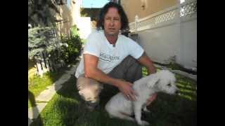 Bladder expression tutorial video for a paralyzed dog