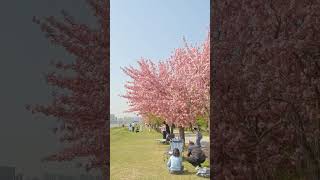 꼭 가봐야 할 겹벚꽃 명소 Double Cherry blossoms in Korea