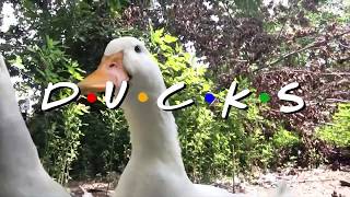 Ducks - Friends Parody