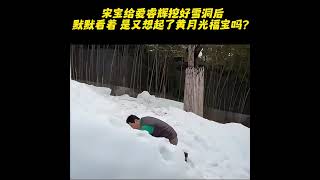 今天宋宝用了很长时间 给爱睿辉挖好雪洞后 默默看着 是又想起了黄月光福宝吗？期待今年宋宝能来看福宝🙏大熊猫福宝福宝和爷爷万物皆有灵来这吸熊猫