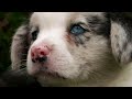 baby corgis learn to play fight wonderful world of puppies bbc earth