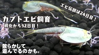 【カブトエビ飼育】孵化32日目！・・エビ伝説は24日目！・・孵化32日目は人間換算で何歳？