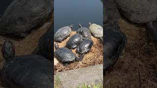 不忍池のカメたち🐢 Turtles at Ueno Shinobazu pond. #Tokyo #japan #カメ #不忍池