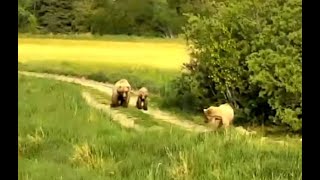 Grazer and her cubs chase a sub-adult. Explore.org 14 June 2021