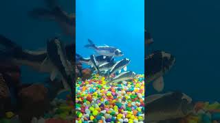 சேலத்தில் முதன் முறையாக Underwater Tunnel fish aquarium in #salem #shorts  #aquarium #shortvideo