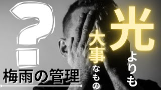 【アガベ梅雨の管理】病気と徒長と根腐れと葉焼けの話。大事なのは〇〇！！