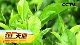 《农广天地》怪猪奇茶 20190507 | CCTV农业