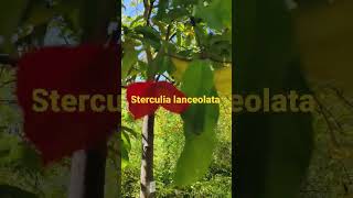 Sterculia lanceolata